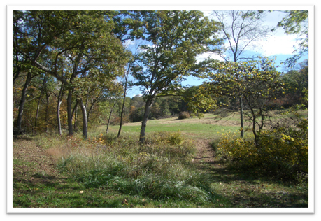 Missouri-River-Hills-COA-Woodland-Clearing-Picture