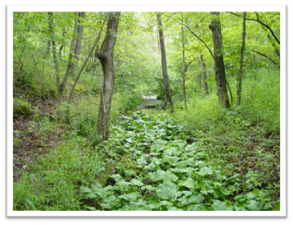 Missouri-River-Hills-COA-Heart-Leaved-Plantain-Picture