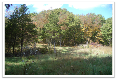 Missouri-River-Hills-COA-Woodland-Clearing-Picture